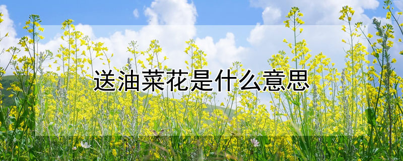 送油菜花是什么意思 送你油菜花