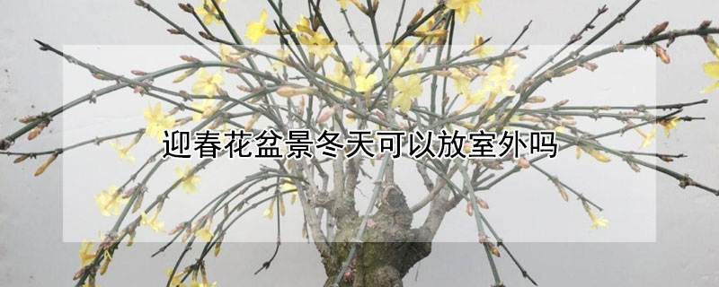 迎春花盆景冬天可以放室外吗 迎春盆景能放室内吗?