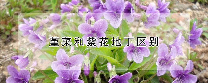 堇菜和紫花地丁区别 紫花地丁和角堇的区别