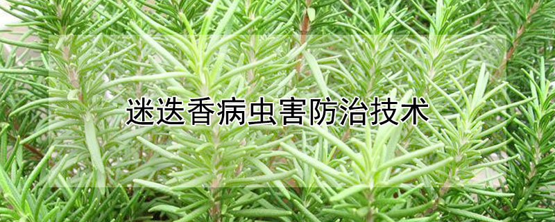 迷迭香病虫害防治技术 迷迭香防虫吗