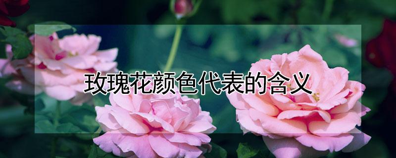 玫瑰花颜色代表的含义（黄色玫瑰花颜色代表的含义）