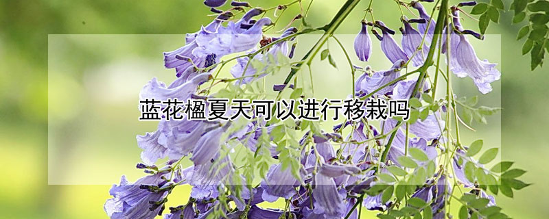 蓝花楹夏天可以进行移栽吗（蓝花楹移栽技术要点）