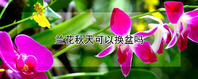 兰花秋天可以换盆吗（兰花冬季能不能换盆）