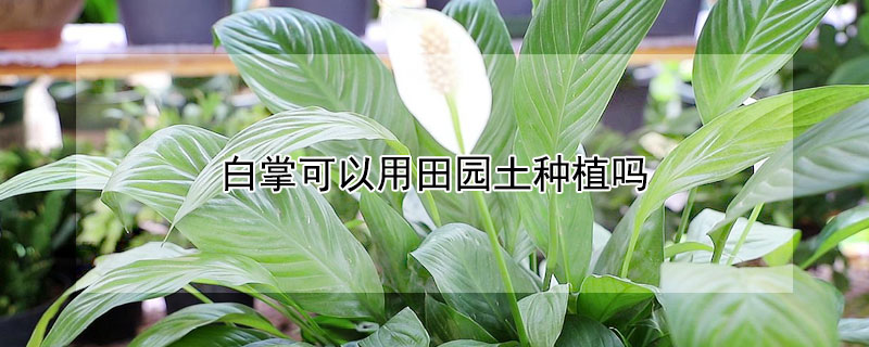 白掌可以用田园土种植吗 种植白掌用什么土