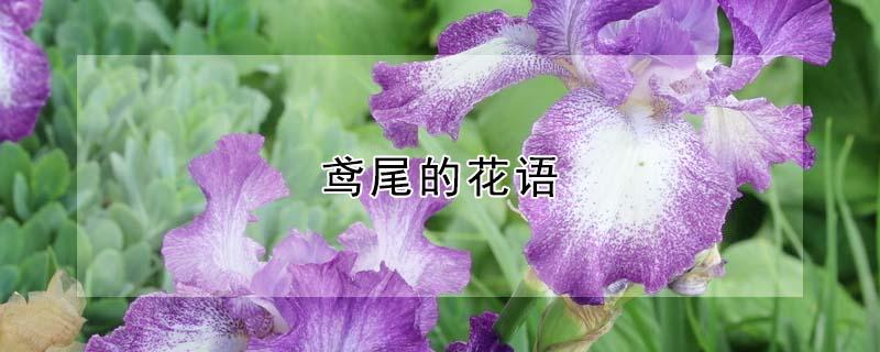 鸢尾的花语（鸢尾花的花语）