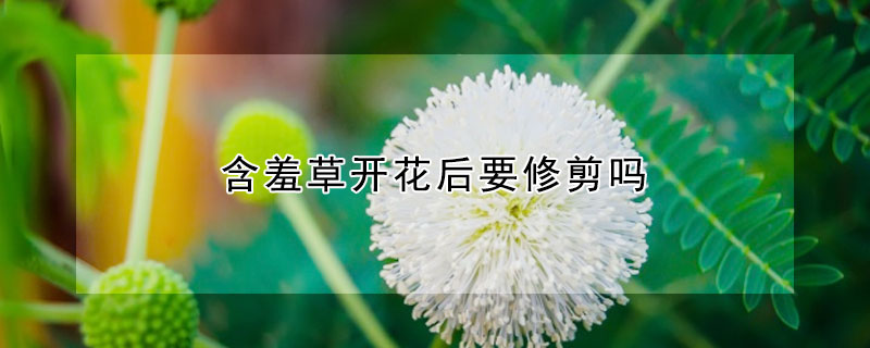 含羞草开花后要修剪吗 含羞草开完花后怎么修剪