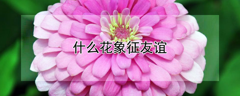 什么花象征友谊 友情送什么花