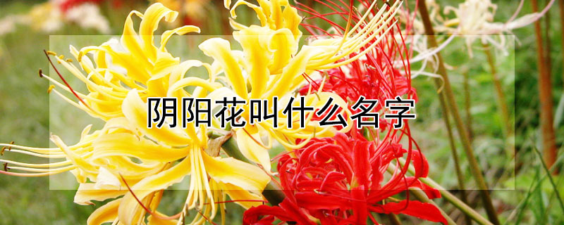 阴阳花叫什么名字（阴阳花图片叫什么名字）