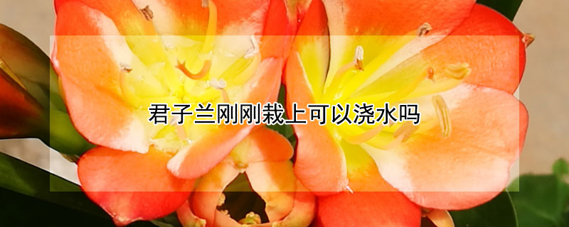 君子兰刚刚栽上可以浇水吗（刚栽的君子兰能浇水吗）