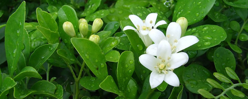 七里香花语（七里香花语的用途）