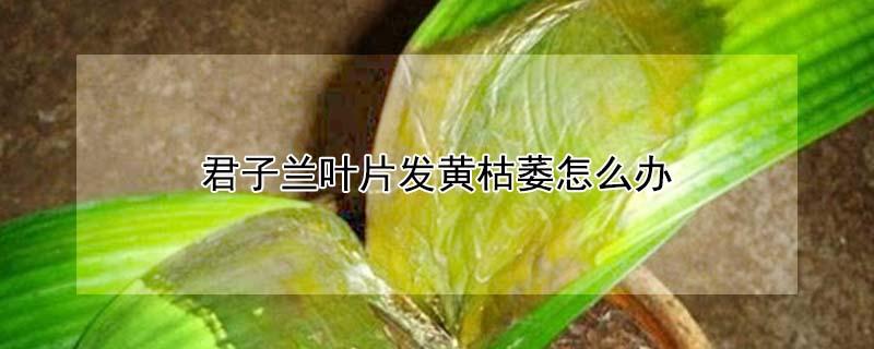 君子兰叶片发黄枯萎怎么办 君子兰叶片出现枯黄