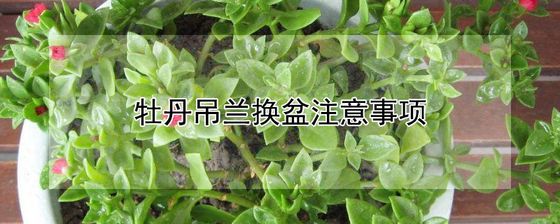 牡丹吊兰换盆注意事项 吊兰的换盆方法和注意事项