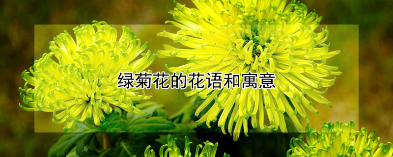 绿菊花的花语和寓意（绿菊花代表什么象征意义）