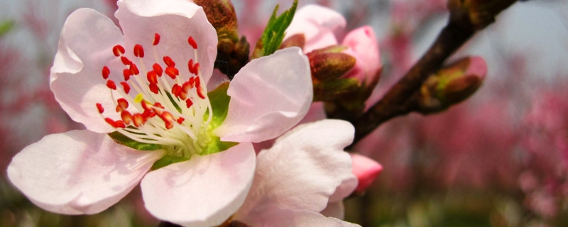 象征四季的花（象征一年四季的花）