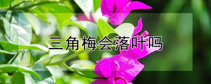 三角梅会落叶吗 三角梅会不会落叶