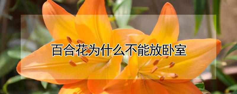 百合花为什么不能放卧室（百合花为啥不能放卧室）