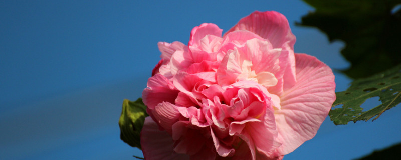 芙蓉花是海棠花吗（孔雀海棠花）