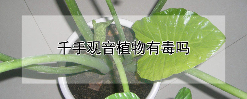 千手观音植物有毒吗 千手观音植物有毒吗?