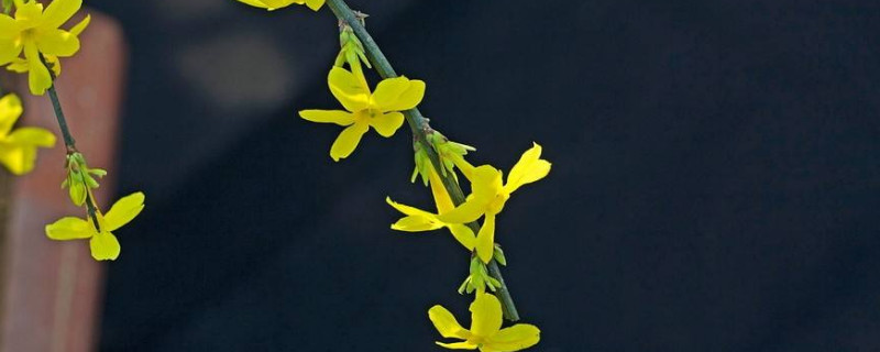 迎春花的栀子干了怎么办（栀子花枝子干了怎么办）