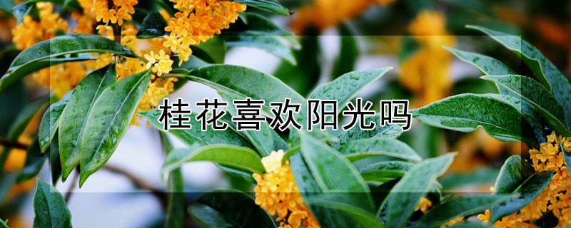 桂花喜欢阳光吗 桂花喜欢阳光吗怎样浇水怎样施肥