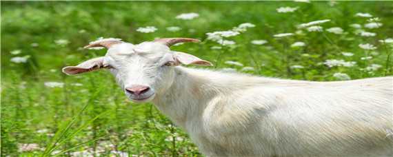 羊的特性 羊的特性和性格