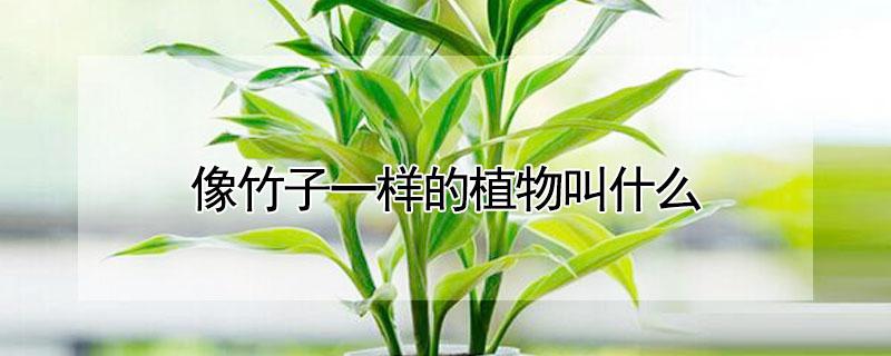 像竹子一样的植物叫什么（像竹子一样的植物是什么）