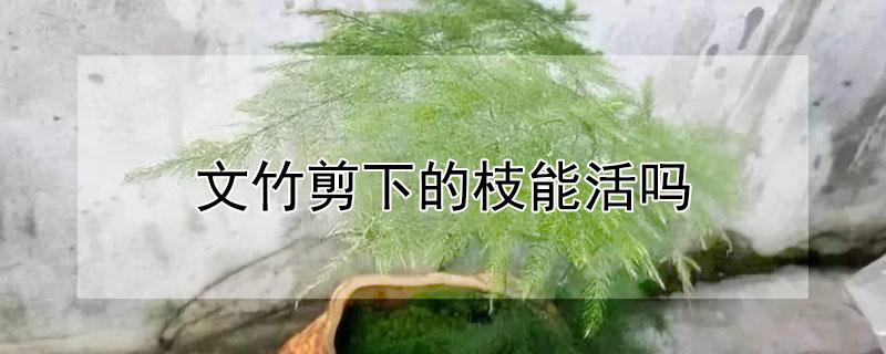 文竹剪下的枝能活吗（文竹剪下来的枝条能养活吗）