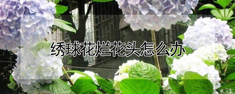 绣球花烂花头怎么办(绣球花烂根怎么回事)