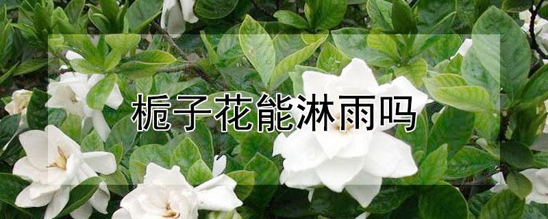 栀子花能淋雨吗 栀子花可以雨淋吗