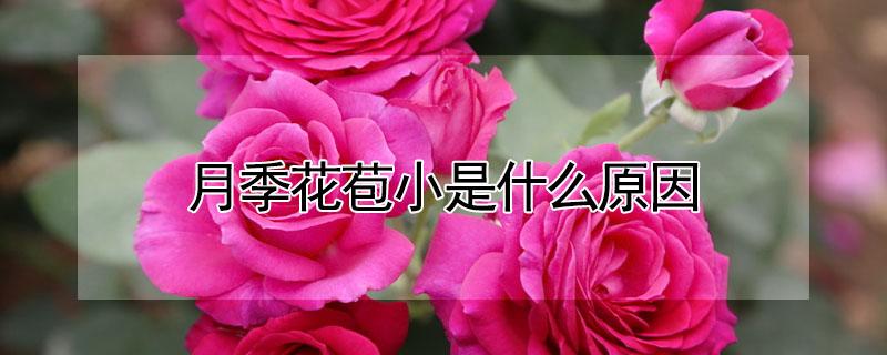 月季花苞小是什么原因（月季花花苞小什么原因）