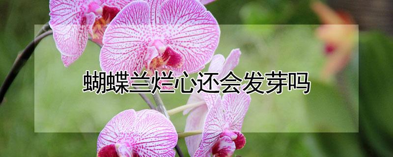 蝴蝶兰烂心还会发芽吗（蝴蝶兰新芽烂掉了）