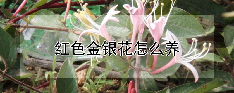 红色金银花怎么养（红金银花好养吗）