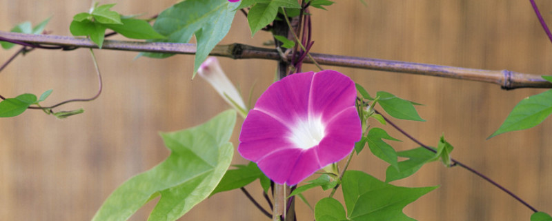 牵牛花种子是否需要春化（牵牛花种子生长）