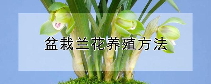 盆栽兰花养殖方法 盆栽兰花养殖方法木屑能用吗