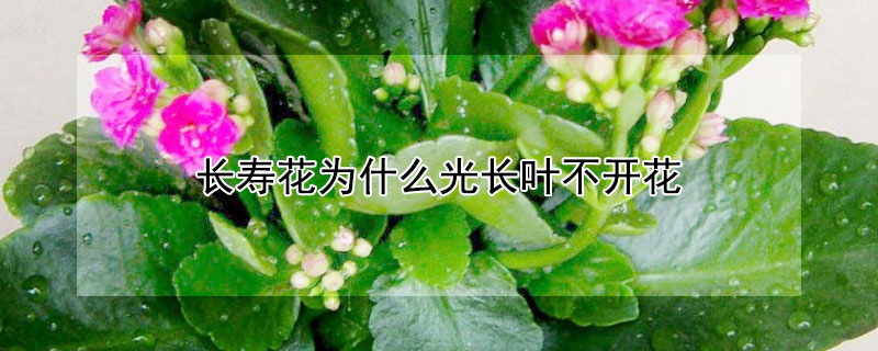 长寿花为什么光长叶不开花（长寿花为什么光长叶不开花呢）