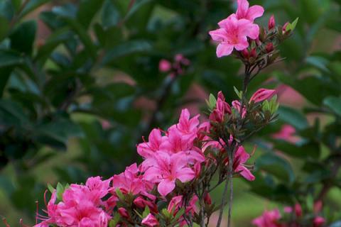 杜鹃花花朵掉了怎么回事