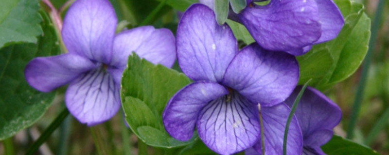紫罗兰一盆栽几棵 紫罗兰是盆栽吗