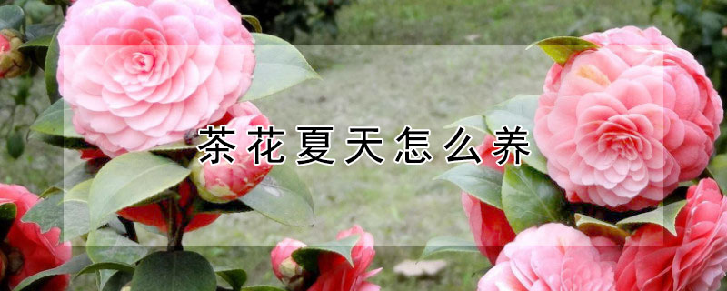 茶花夏天怎么养 茶花夏天怎么养要注意什么