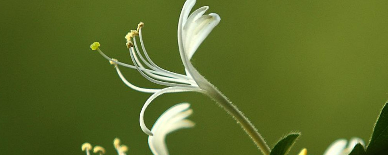 金银花怎么插才能活（金银花怎样插活）