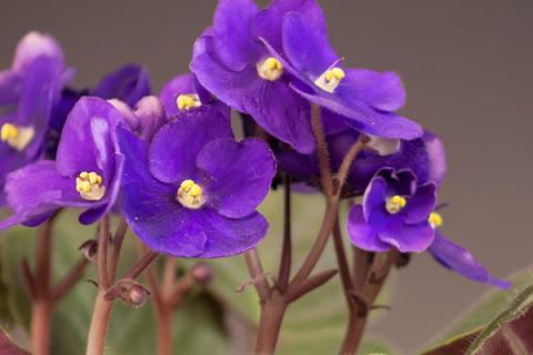 紫罗兰花为什么早上开花