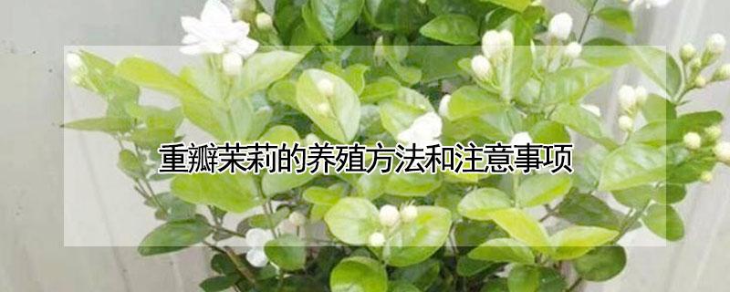 重瓣茉莉的养殖方法和注意事项 单瓣茉莉花的养殖方法和注意事项