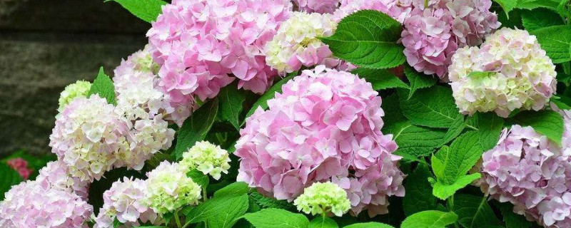 绣球花头软了怎么办(绣球花头耷拉下来了怎么办)