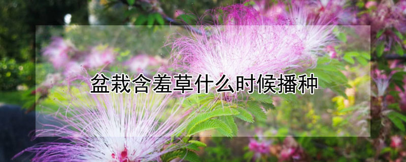 盆栽含羞草什么时候播种（含羞草什么时候移栽好）