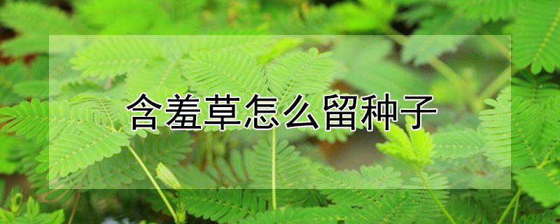 含羞草怎么留种子（含羞草怎么取种子繁殖）