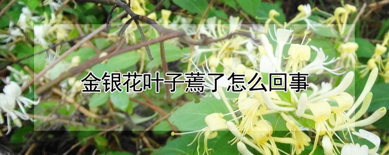 金银花叶子蔫了怎么回事 金银花叶子枯萎了是怎么回事