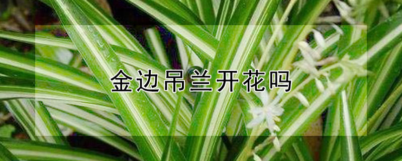 金边吊兰开花吗（金边吊兰开花吗?开的花是什么颜色）