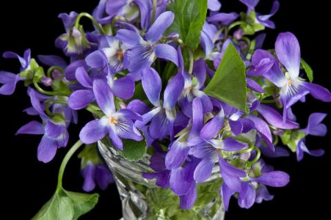 紫罗兰盆栽怎么养