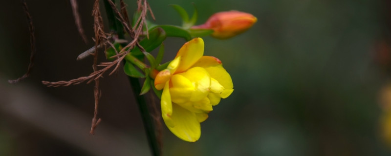 迎春花秋季需要控水吗 迎春花什么时候控水