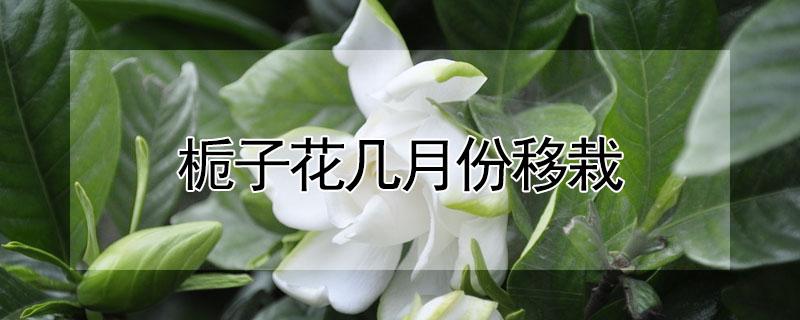 栀子花几月份移栽（栀子花几月份移栽换盆）