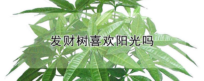 发财树喜欢阳光吗 发财树喜欢阳光吗?